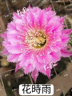 85-Sweetie 新品種花サボテン エキノプシス属 複色花12cm+ カキコ