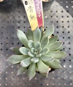 2025年最新】おらいさん苗 青鬼の人気アイテム - メルカリ