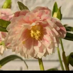 玲雪様 リクエスト 4点 まとめ商品