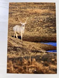 Item thumbnail for item 6a075653-caad-4bf1-a6b9-d3eeb3982204