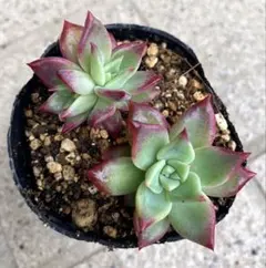 さくら様 リクエスト 2点 まとめ商品