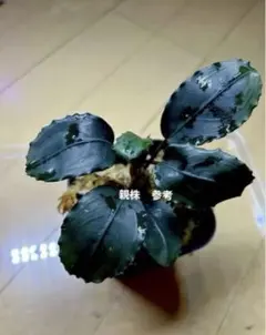 2025年最新】ブセファランドラ ブラックの人気アイテム - メルカリ