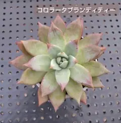 ドドシュカ様 リクエスト 2点 まとめ商品