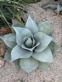 Agave パリー トランカータ 中斑 縞斑 パラサナ オバティフォリア