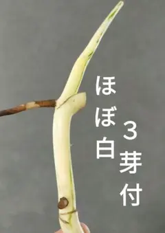 n.n様 リクエスト 5点 まとめ商品