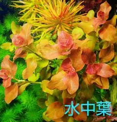 こつぶっこ【水草（第四種）発送土〜火】様 リクエスト 2点 まとめ商品