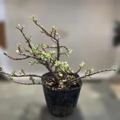 盆栽】 【観葉植物】 雲竜ツゲ 個性的な一品 - メルカリ