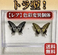 2026年最新】蝶 標本の人気アイテム - メルカリ