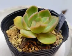 多肉植物　イグニッションのサムネイル