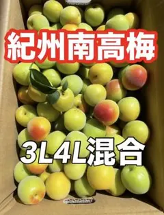 【24時間以内発送】高知県産 無農薬 南高梅 約5kg 3~4L 24時間以内発送】高知県産 無農薬 南高梅 約5kg 3~4L - メルカリ