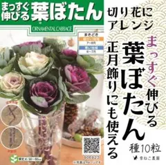 【花の種】葉牡丹「まっすぐ伸びる葉ぼたん」種１０粒～切り花アレンジ、正月飾りにものサムネイル