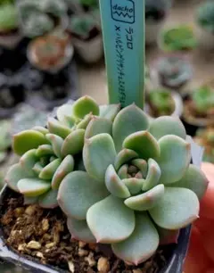 ハルビンゲリ×PG）×ラウリンゼ 札付き ミソップ 多肉 ハルビンゲリ×PG