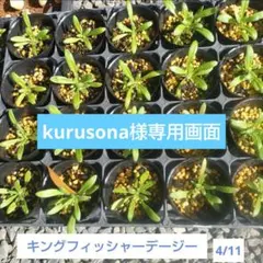kurusona様専用画面です。キングフィッシャーデージー苗のサムネイル