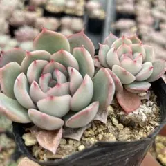 2025年最新】ロウルサンコの人気アイテム - メルカリ