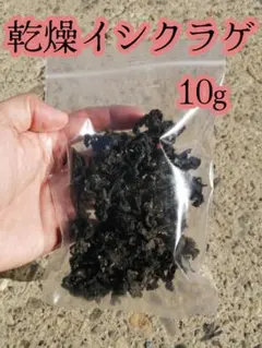 【乾燥イシクラゲ 10g】 観賞・実験用サンプル（食用不可）自然素材のサムネイル