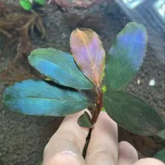 ブセファランドラspクダガンピンクバリエガータ 1株 水上葉 無農薬