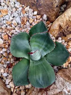 2026年最新】アガベ パリー トランカータ 斑入りの人気アイテム - メルカリ