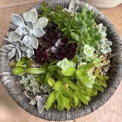 多肉植物詰め合わせ　カット苗