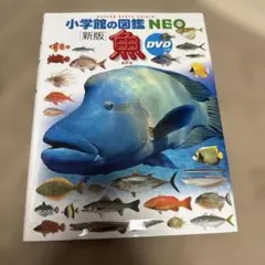魚