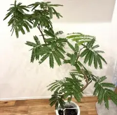 エバーフレッシュ 150cm8号 S-shaped tree form - メルカリ