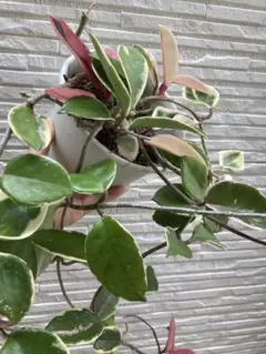 ホヤ カルノーサ コンパクタ 斑入り 観葉植物のサムネイル