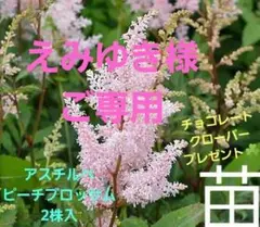 えみゆき様おまとめ専用アスチルベピーチブロッサム ➕チョコクロ➕ペレニアルブルー