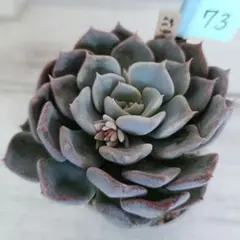 2026年最新】ザラゴーサspノバの人気アイテム - メルカリ