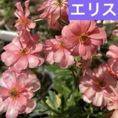 ラナンキュラスラックスミネルバ　エリス　1個　bのサムネイル