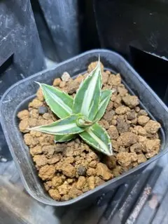 2026年最新】アガベ ホリダ 錦の人気アイテム - メルカリ