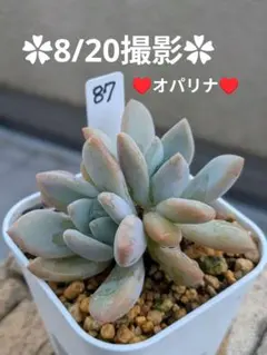 Top【選抜株】多肉植物 360927オパリナ錦 10個 鉢無し/脱土 - メルカリ