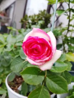白ピンク バラ 苗 挿し木