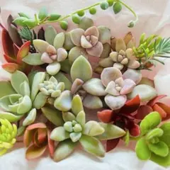 ②寄せ植えセット カット苗 詰め合わせ 多肉植物