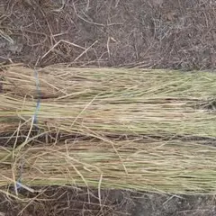 天日干し稲藁（長さ約80cm）78束　無肥料　農薬、除草剤不使用 天日干し稲藁（長さ約80cm）39束 無肥料 農薬、除草剤不使用 天