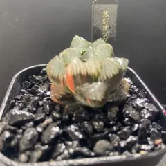 y*3様 氷灯オブツーサ錦　超美株　良斑