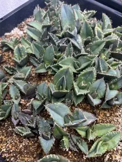 2026年最新】アガベまとめ売りの人気アイテム - メルカリ