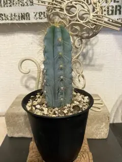 2026年最新】サボテンアズレウスの人気アイテム - メルカリ