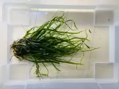 2025年最新】本ナロー ミクロソリウムの人気アイテム - メルカリ