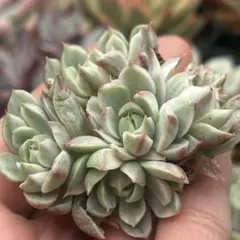 沙羅姫牡丹 綴化 特大群生 多肉植物 - メルカリ