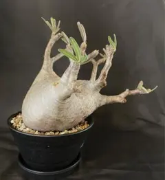 特選 コレクション株 現地球 発根済 パキポディウムグラキリス 加藤裕章 鉢付 コレクション株 現地球 発根済 パキポディウムマカイエンセ 加藤