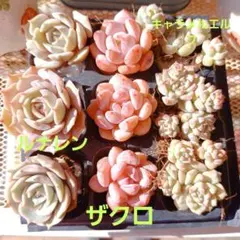 ❤️多肉植物❤️抜き苗❤️エケベリア詰め合わせ♥