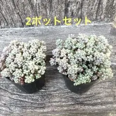 【パープルヘイズ】　2ポット　ポットごと　多肉植物　セダムのサムネイル