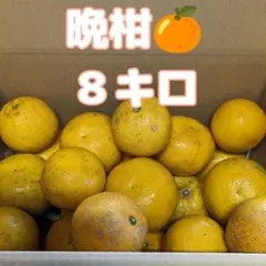 はるかみかん 2L～3L　８キロ×2箱 はるかみかん 2L～3L 8キロ - メルカリ