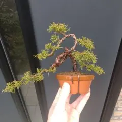 2026年最新】盆栽真柏の人気アイテム - メルカリ