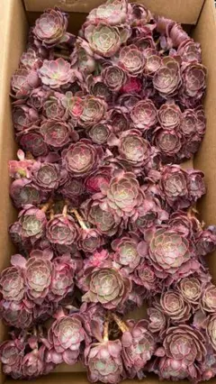 2026年最新】観葉植物 アエオニウムの人気アイテム - メルカリ