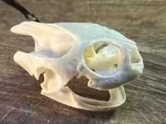 スピノサウルス オキサライア 頭蓋骨 化石 レプリカ - メルカリ