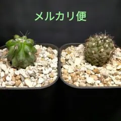 2026年最新】黒王丸 実生の人気アイテム - メルカリ