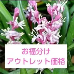 お福分け キチジョウソウ吉祥草 根茎１本 アウトレット価格