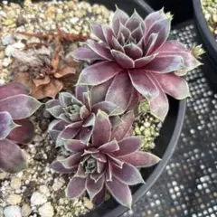 sempervivum Pacific Velveteen 5cm苗!! - メルカリ
