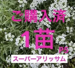 スーパーアリッサム スノープリンセス 760円 - メルカリ