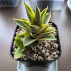 2026年最新】サンスベリアの人気アイテム - メルカリ